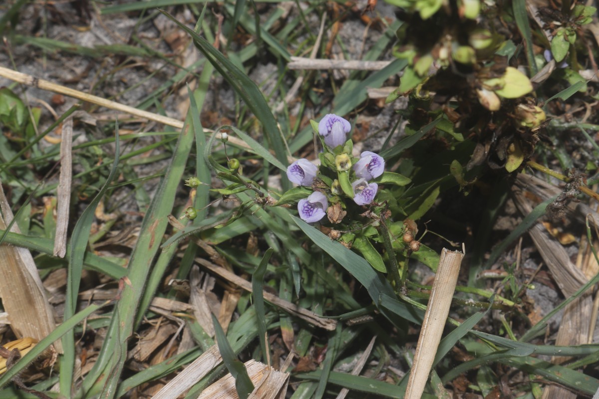 Hygrophila balsamica (L.f.) Raf.